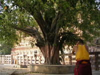 ラージャヤータナ樹